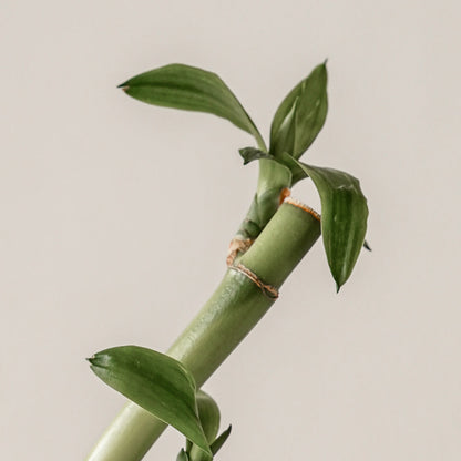 [BOGO] Green Calm Aqua Cream